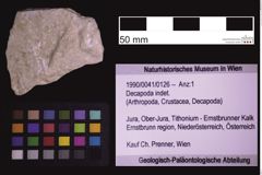 Foto (Objekt + Etiketten) von Decapoda indet. (NHMW-GEO-1990-0041-0126)